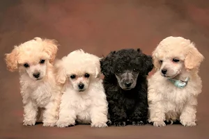 Poodle Dog Wallpaper HD Screenshot 0
