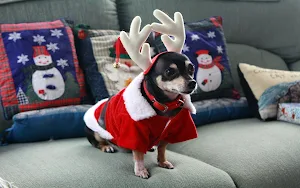 Chihuahua Dog Wallpapers Screenshot 2