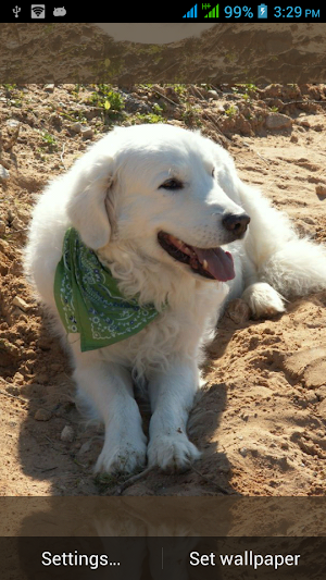 Multi Screen Dogs Live Images Screenshot 3
