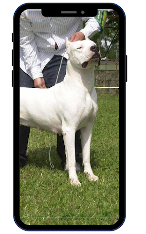 Dogo Argentina Wallpapers Screenshot 2