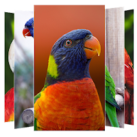 Parrot Wallpaper