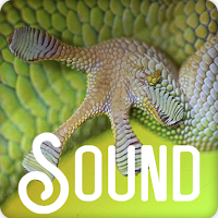Gecko Soundboard Ringtones