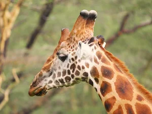 Wild animals wallpapers Screenshot 1