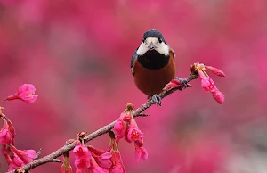 Titmouse Bird Wallpapers Screenshot 1