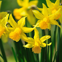 Narcissus Wallpaper