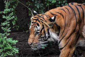 Animal Wallpaper 4K Screenshot 0