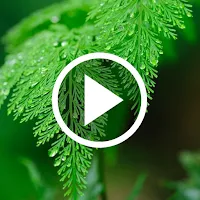Nature Video Wallpapers