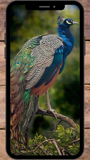 Burung Merak Wallpaper Screenshot 0