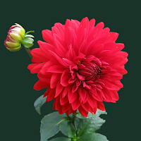 🌺🌹🌷 Flowers Wallpapers : Colorful Flowers Bgs