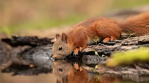 Squirrel Wallpapers Screenshot 2
