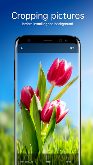 Tulip Wallpapers 4K Screenshot 2