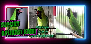 Masteran Cucak Ijo Full Isian Screenshot 2