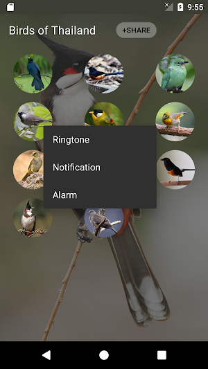 bird sounds from Thailand Screenshot 2