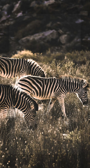 Zebra Wallpaper HD Screenshot 0