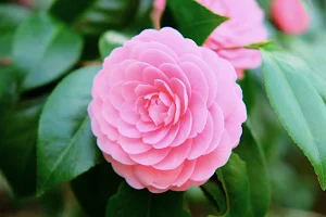 Camellia Flower Wallpapers Screenshot 1