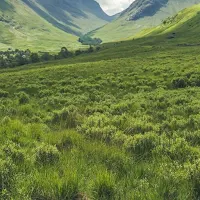 Meadow Gambar