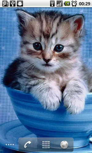 Kitten Slideshow Screenshot 3