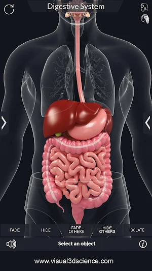 Digestive System Screenshot 2
