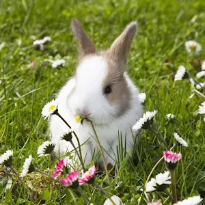 Little Bunnies Screenshot 3