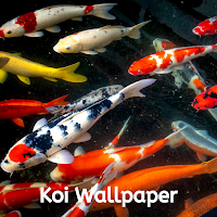 Koi Wallpaper HD Offline