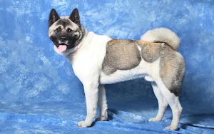 Akita Inu Dog Wallpaper HD Screenshot 0