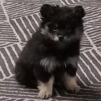 Marnie Appreciation App