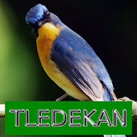 Master Kicau Tledekan/Sulingan