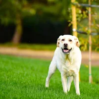 Golden Retriever Wallpaper