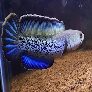 Ikan Channa Wallpaper HD Screenshot 1