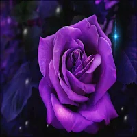 Wallpapers flowers purple
