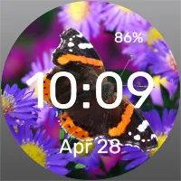 Butterfly on flowers - Watch