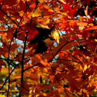 Autumn Forest Live Wallpaper