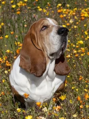 Basset Hound Dog Wallpapers Screenshot 3