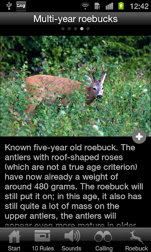 Roebuck Hunt Screenshot 3