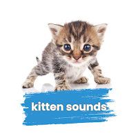 Cute kitten meow sounds