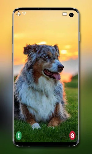 Dog Wallpaper Screenshot 2