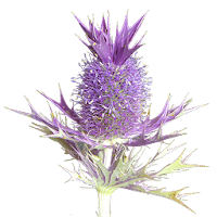 Flora of Texas: FW Prairie