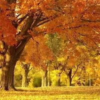 Fall Wallpaper Hd