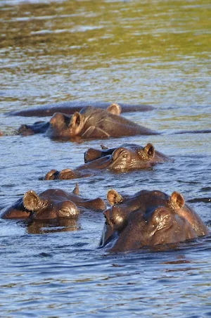 Hippo Wallpapers Screenshot 3