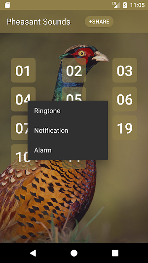 Pheasant bird sounds Screenshot 1