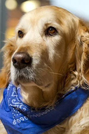 Golden Retriever Wallpapers Screenshot 1