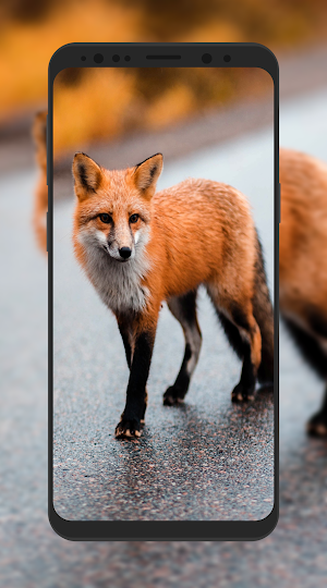 Fox Wallpaper HD Screenshot 1