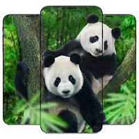 Panda Wallpaper HD