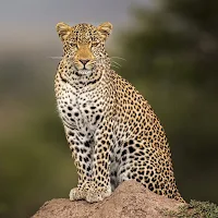 Leopard Wallpaper HD