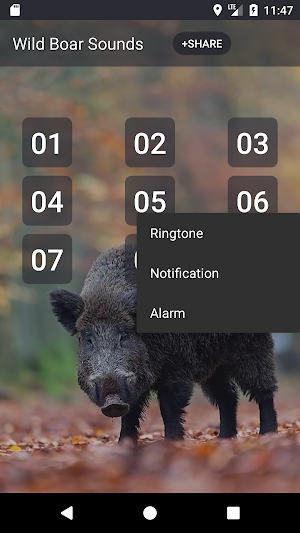 Wild boar sound & calls Screenshot 1