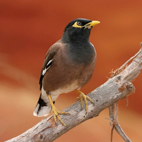 Mynas Bird Sounds