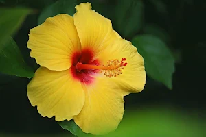 Hibiscus Flower Wallpapers Screenshot 0