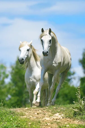 Horse Wallpaper HD : backgrounds & themes Screenshot 0