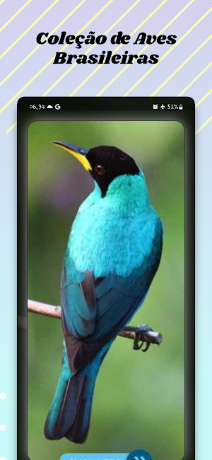 Coleção de Aves Brasileiras Screenshot 0