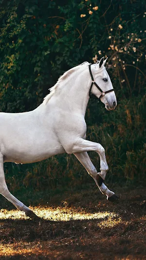 Horse Wallpapers 4K Screenshot 3